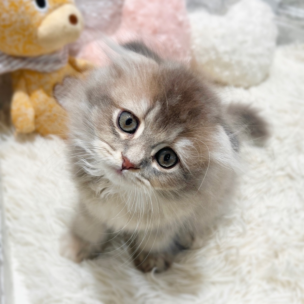 愛知県のスコティッシュフォールド (犬の家＆猫の里MiO香久山店/2026年6月4日生まれ/女の子/ブルーパッチドタビー)の子猫の4枚目の画像