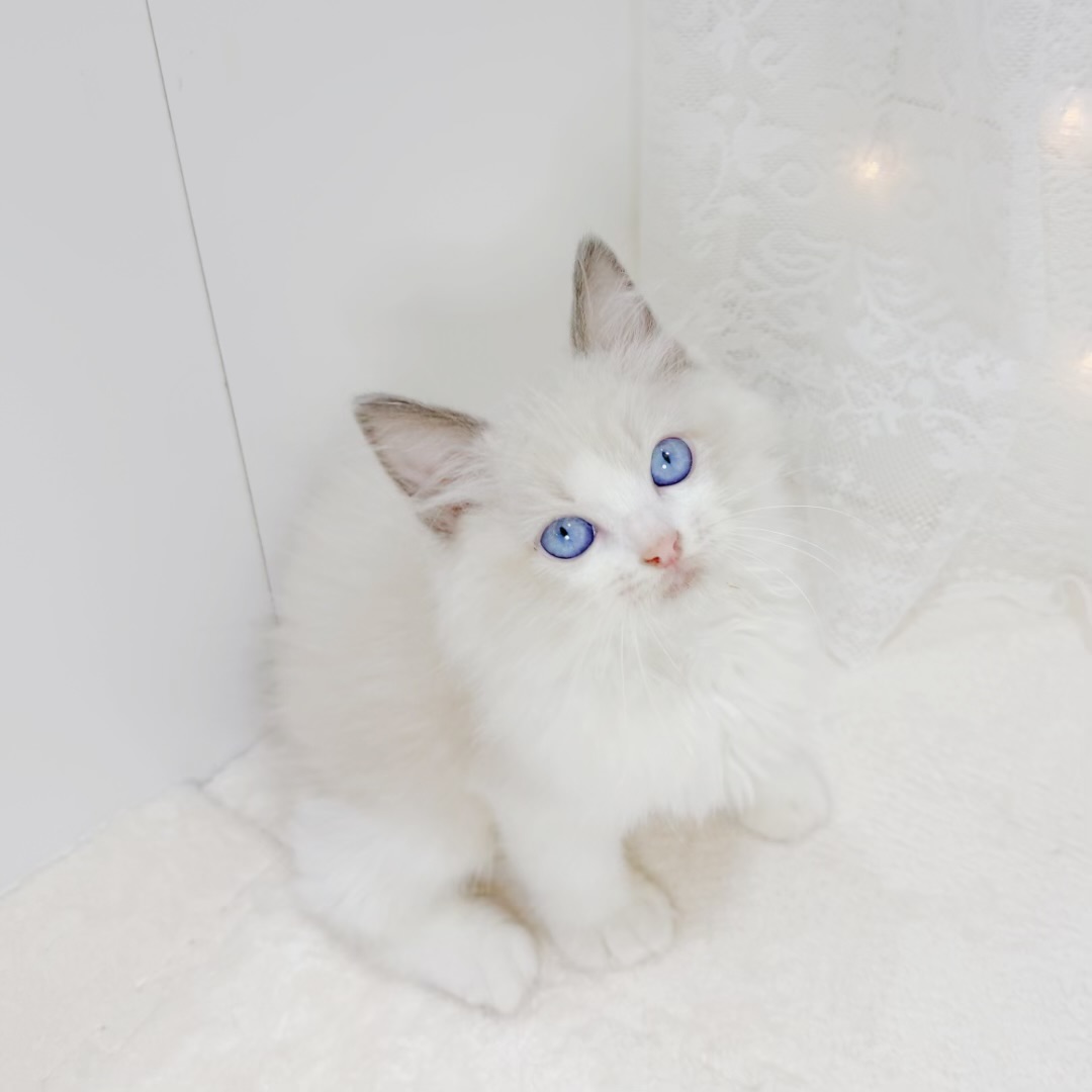 千葉県のラグドール (犬の家＆猫の里BIGHOPガーデンモール印西店/2026年5月27日生まれ/男の子/ブルーポイントバイカラー)の子猫の4枚目の画像