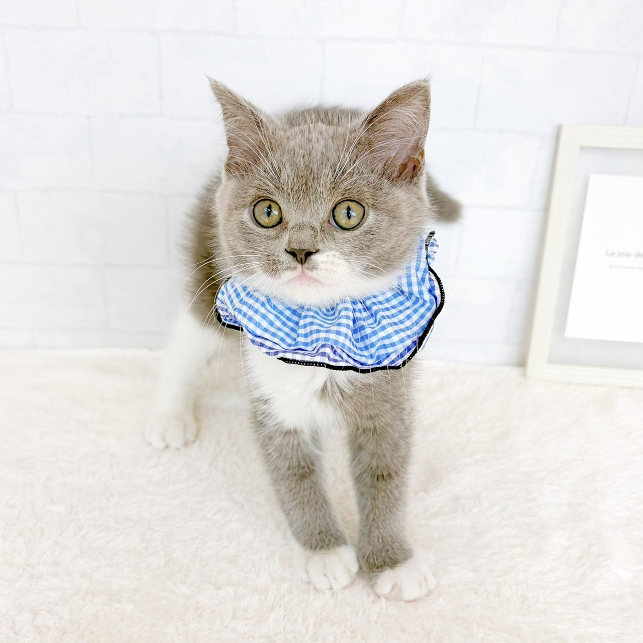 石川県のスコティッシュフォールド (犬の家＆猫の里金沢店/2026年6月3日生まれ/男の子/ブルーホワイト)の子猫の4枚目の画像