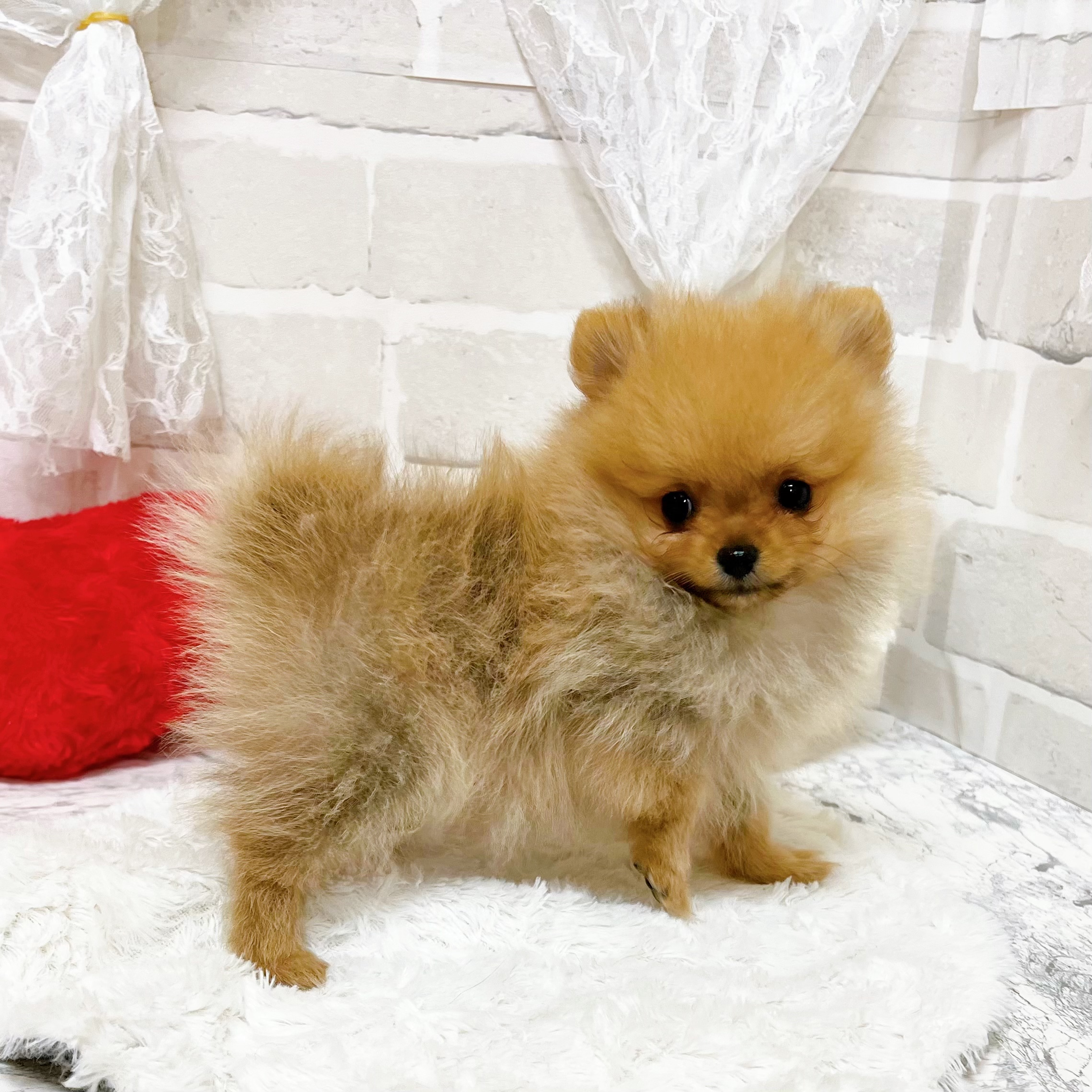 京都府のポメラニアン (犬の家＆猫の里京都精華店/2026年5月29日生まれ/女の子/オレンジ)の子犬の4枚目の画像
