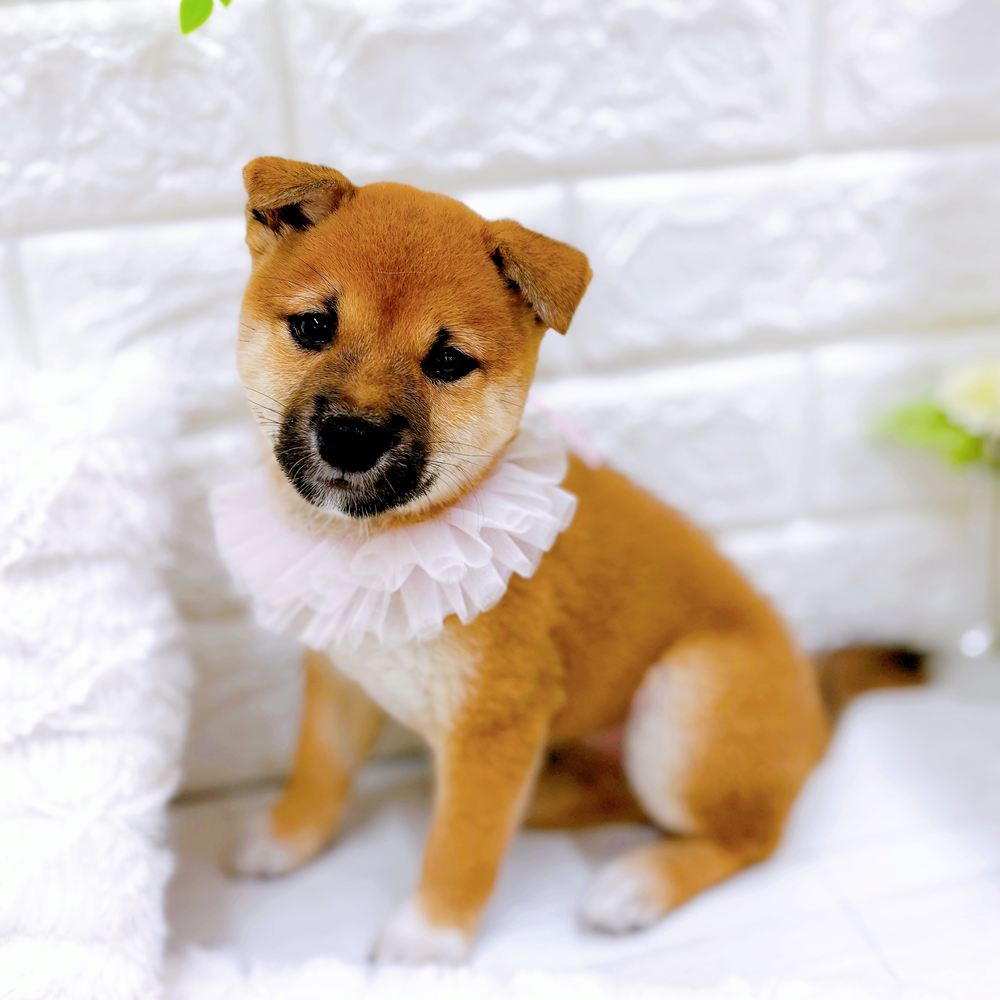 福井県の豆柴 (犬の家＆猫の里アミーゴ福井店/2026年6月5日生まれ/女の子/赤)の子犬の4枚目の画像