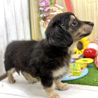 神奈川県のチワックス(チワワ×ダックス) (犬の家＆猫の里小田原店/2026年6月7日生まれ/女の子/ブラッククリーム)の子犬の4枚目の画像