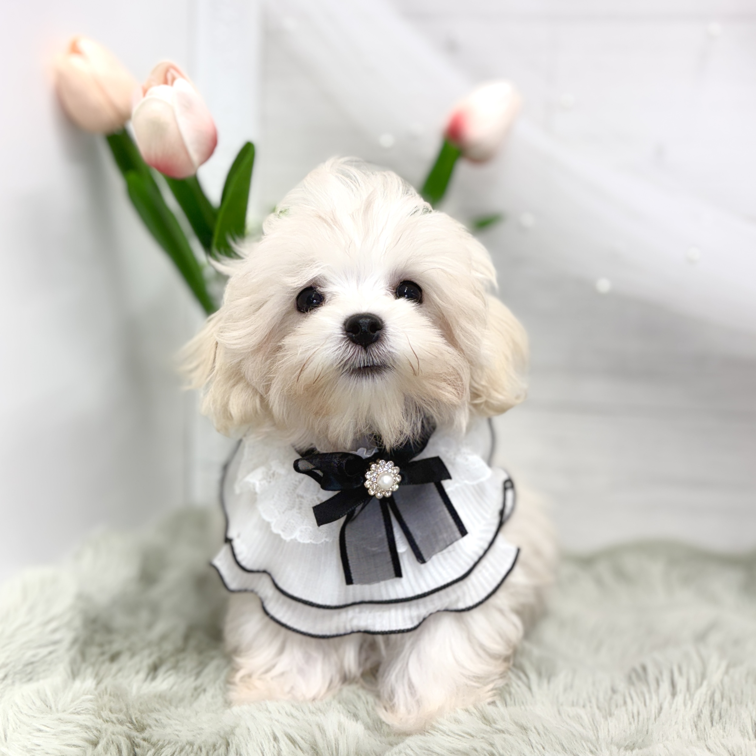 神奈川県のマルプー(マルチーズ×プードル) (犬の家＆猫の里相模原店/2026年5月30日生まれ/女の子/クリーム)の子犬の4枚目の画像