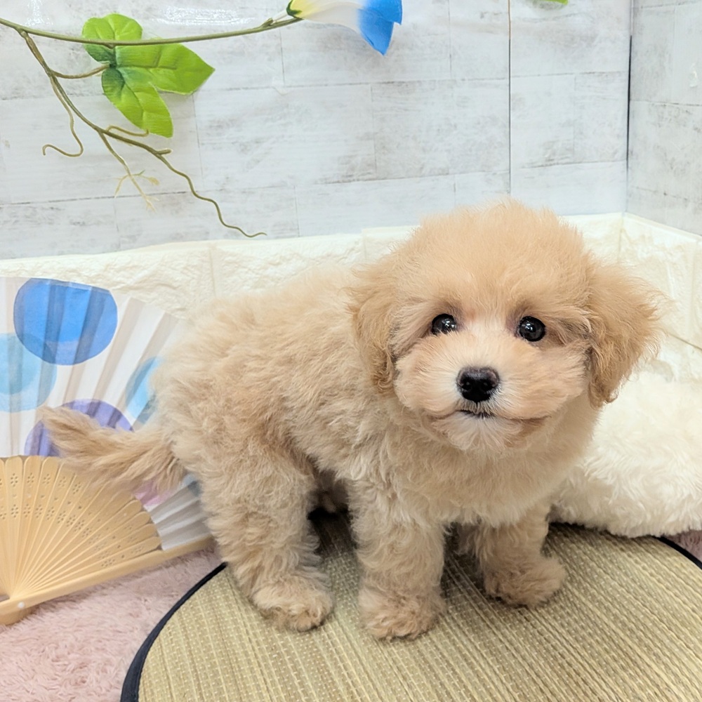 静岡県のマルプー(マルチーズ×プードル) (犬の家＆猫の里プレ葉ウォーク浜北店/2026年6月4日生まれ/男の子/アプリコットホワイト)の子犬の4枚目の画像