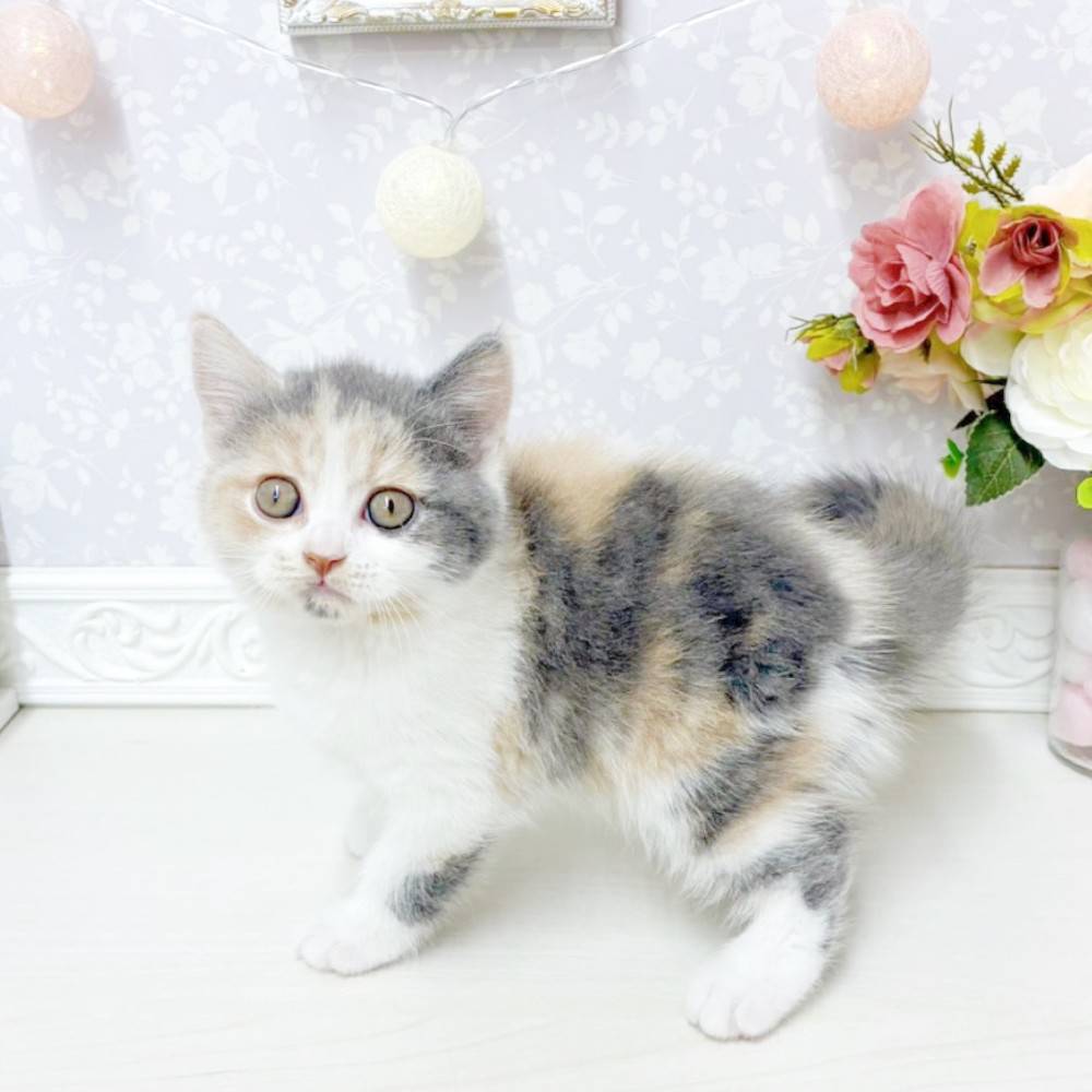 富山県のブリティッシュショートヘアー (犬の家＆猫の里アミーゴ山室店/2026年6月7日生まれ/女の子/ダイリュートキャリコ)の子猫の4枚目の画像