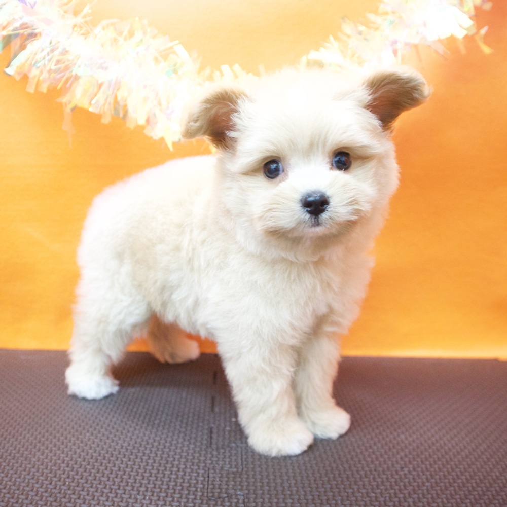 大阪府のポメプー(ポメラニアン×プードル) (犬の家＆猫の里吹田店/2026年6月5日生まれ/女の子/クリーム)の子犬の4枚目の画像