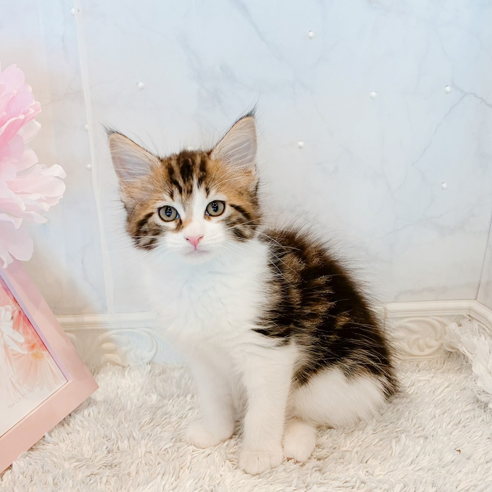 福井県のメインクーン (犬の家＆猫の里福井店/2026年6月5日生まれ/女の子/ブラウンタビーホワイト)の子猫の4枚目の画像