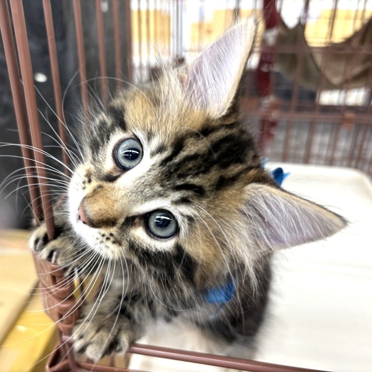 兵庫県のメインクーン (犬の家＆猫の里川西店/2026年6月5日生まれ/男の子/ブラウンタビー)の子猫の4枚目の画像