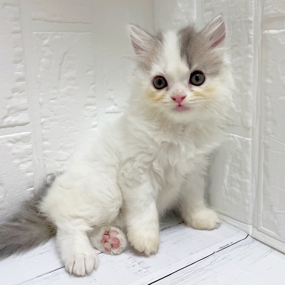 岡山県のスコティッシュストレート (犬の家＆猫の里岡山店/2026年6月6日生まれ/女の子/ブルータビーホワイト)の子猫の4枚目の画像
