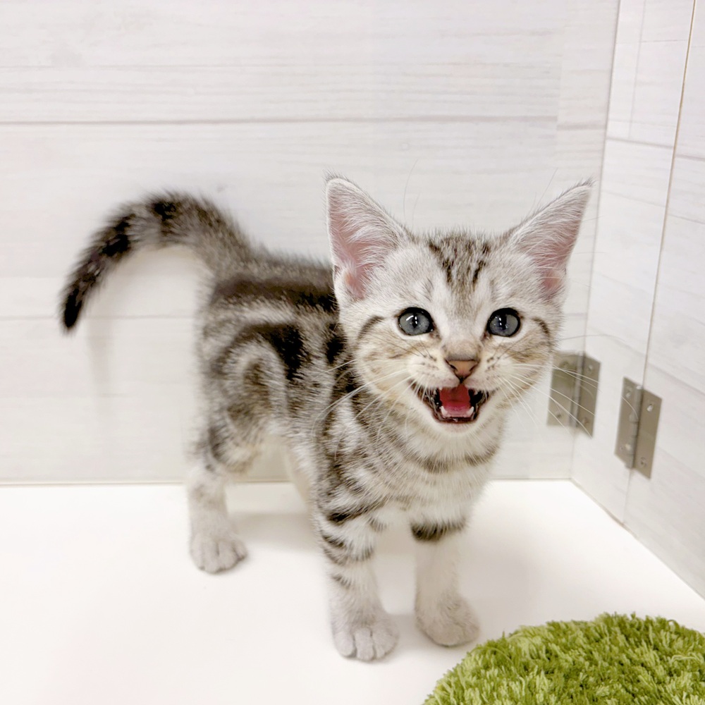石川県のアメリカンショートヘアー (犬の家＆猫の里アミーゴ金沢おこばた店/2026年5月31日生まれ/男の子/シルバータビー)の子猫の4枚目の画像