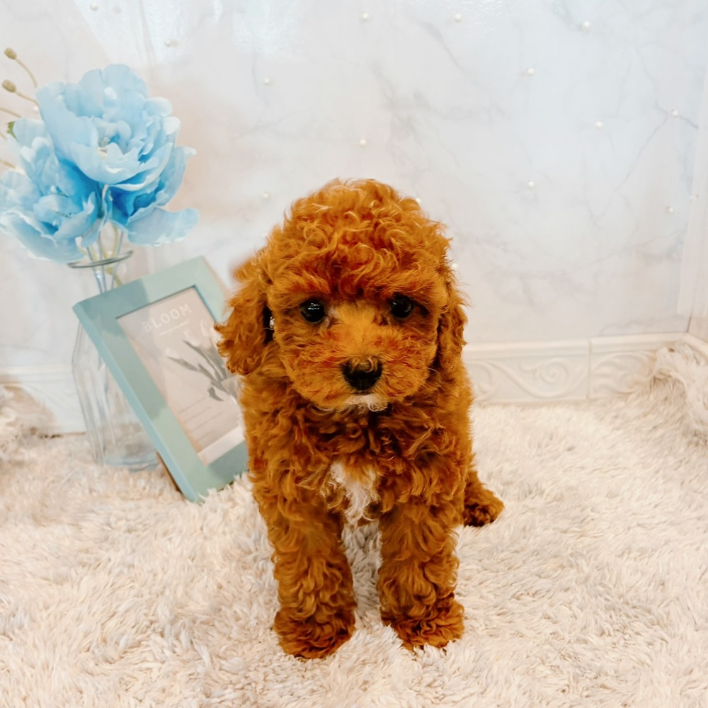 福井県のトイプードル(トイ) (犬の家＆猫の里福井店/2026年6月6日生まれ/男の子/レッドフォーン)の子犬の4枚目の画像