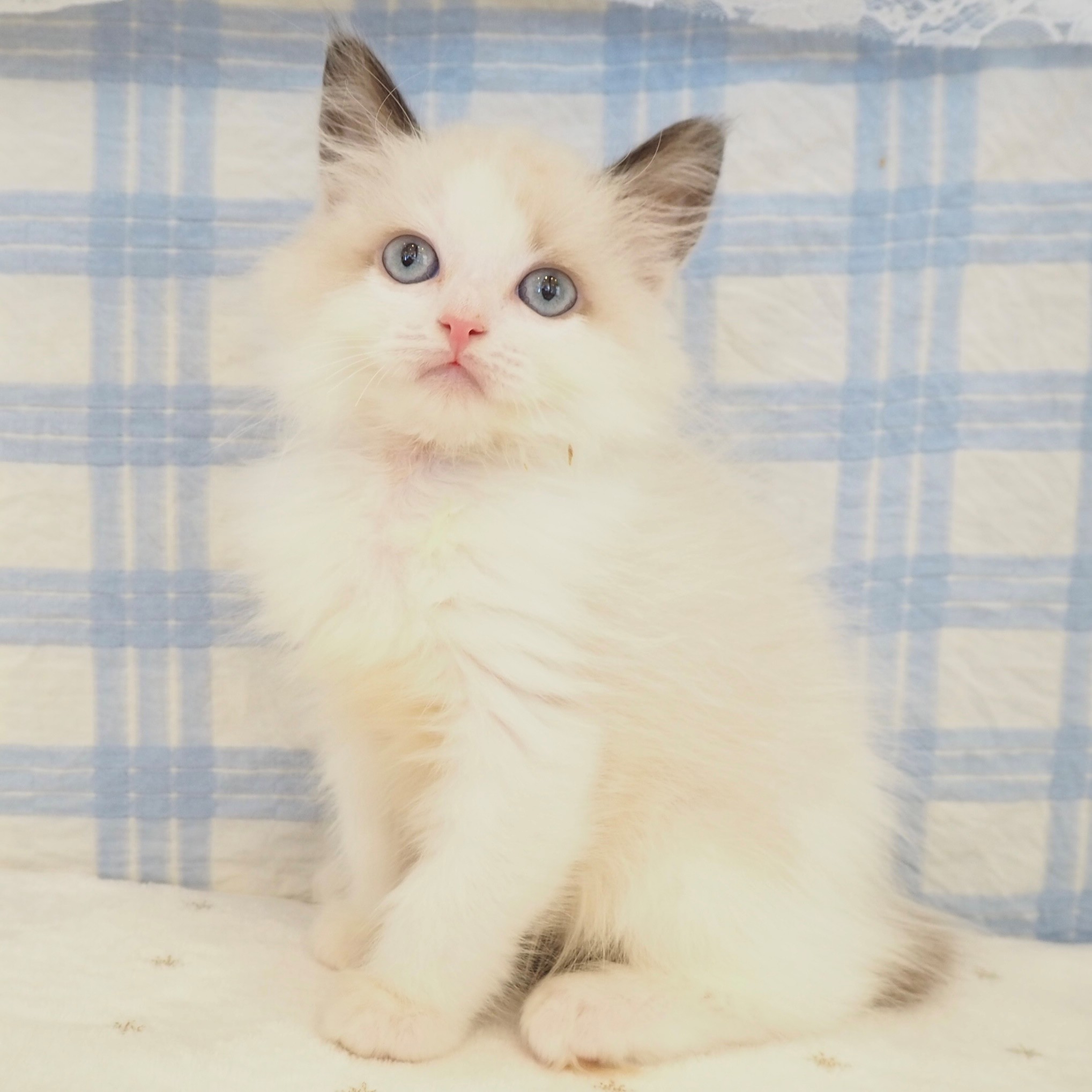 大阪府のラグドール (犬の家＆猫の里もりのみやキューズモールBASE店/2026年6月1日生まれ/男の子/シールポイントバイカラー)の子猫の4枚目の画像