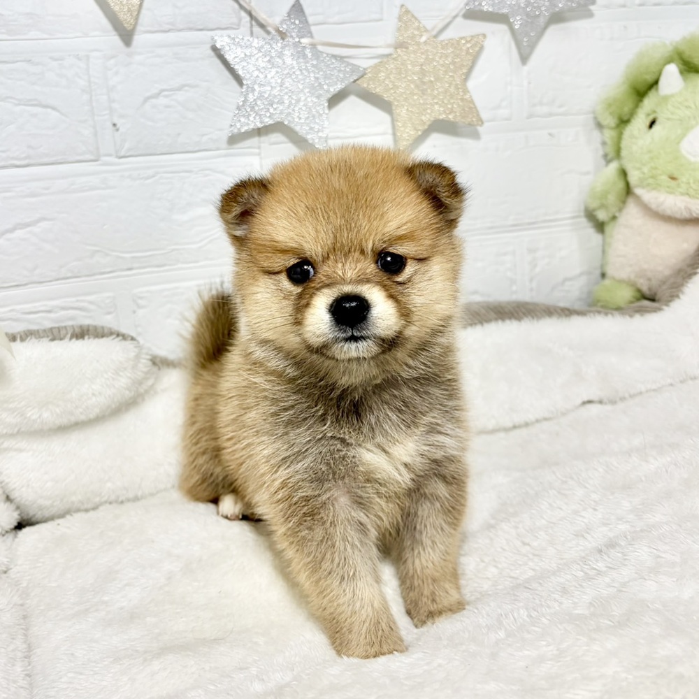 兵庫県のポメ柴/豆ポメ/ポメ豆柴(ポメラニアン×柴犬) (犬の家＆猫の里ニッケパークタウン加古川店/2026年6月7日生まれ/女の子/赤)の子犬の4枚目の画像