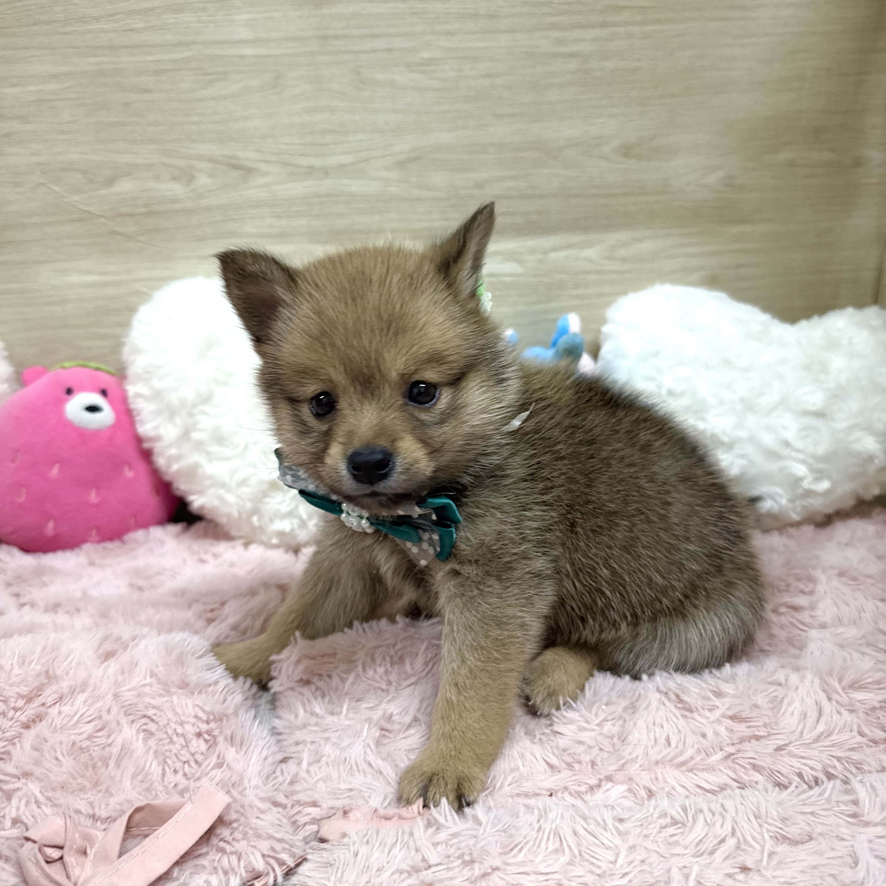 大阪府のポメ柴/豆ポメ/ポメ豆柴(ポメラニアン×柴犬) (犬の家＆猫の里そよら東岸和田店/2026年6月7日生まれ/女の子/赤)の子犬の4枚目の画像