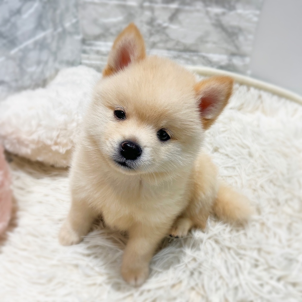 愛知県のポメ柴/豆ポメ/ポメ豆柴(ポメラニアン×柴犬) (犬の家＆猫の里MiO香久山店/2026年6月7日生まれ/男の子/白)の子犬の1枚目の画像