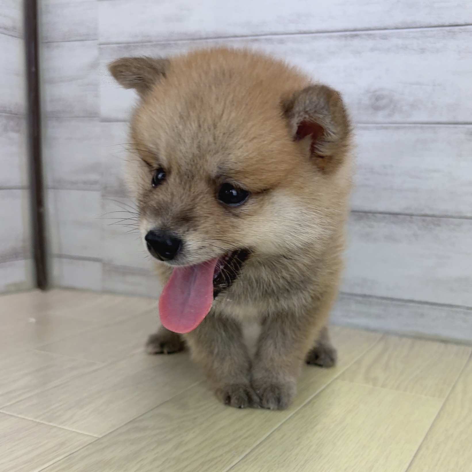 愛知県のポメ柴/豆ポメ/ポメ豆柴(ポメラニアン×柴犬) (犬の家＆猫の里春日井本店/2026年6月7日生まれ/男の子/赤)の子犬の4枚目の画像