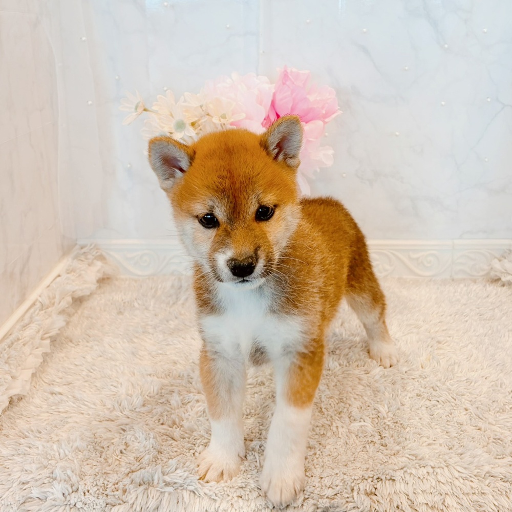 福井県の柴犬(標準サイズ) (犬の家＆猫の里福井店/2026年6月7日生まれ/女の子/赤)の子犬の4枚目の画像