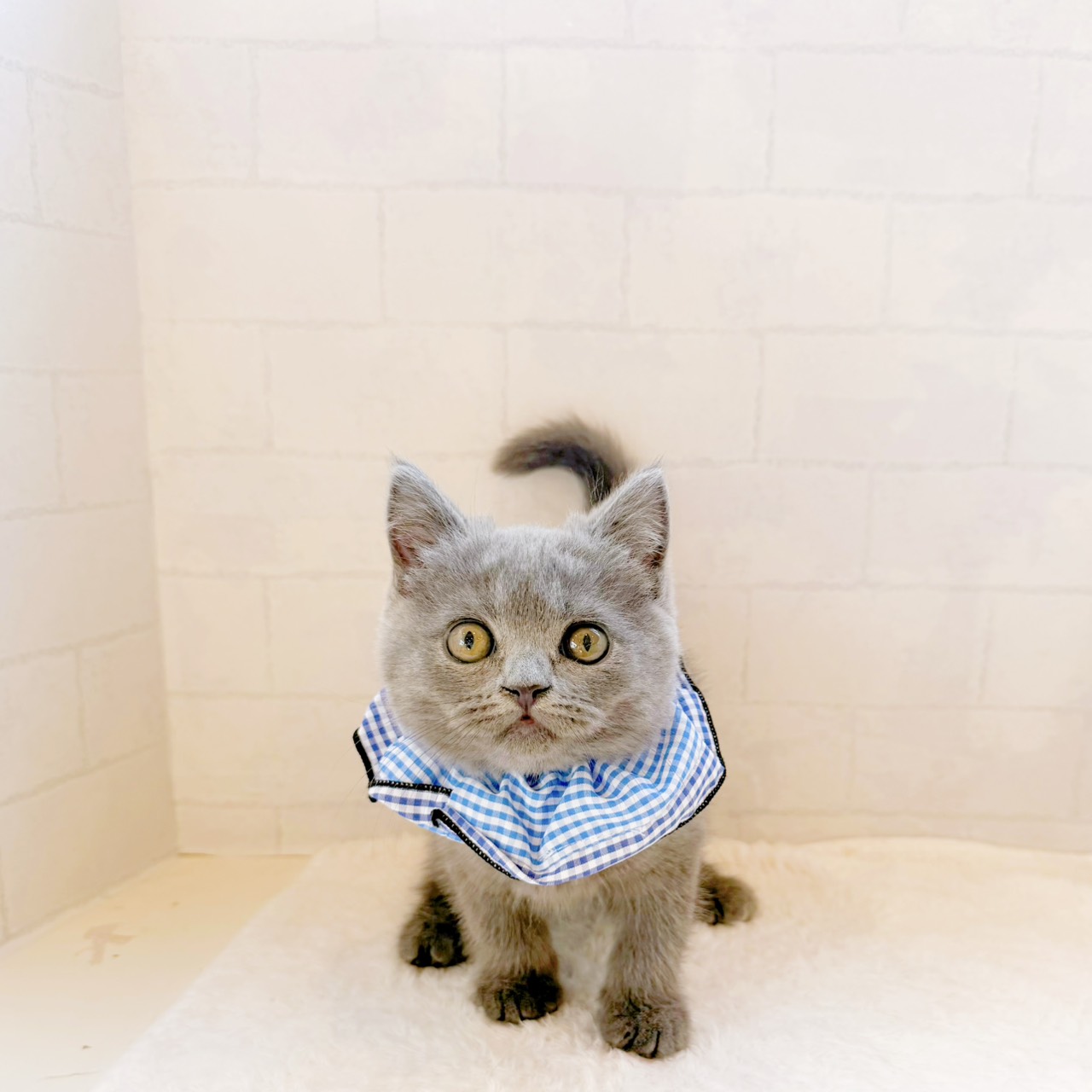 石川県のブリティッシュショートヘアー (犬の家＆猫の里金沢店/2026年5月27日生まれ/男の子/ブルー)の子猫の4枚目の画像