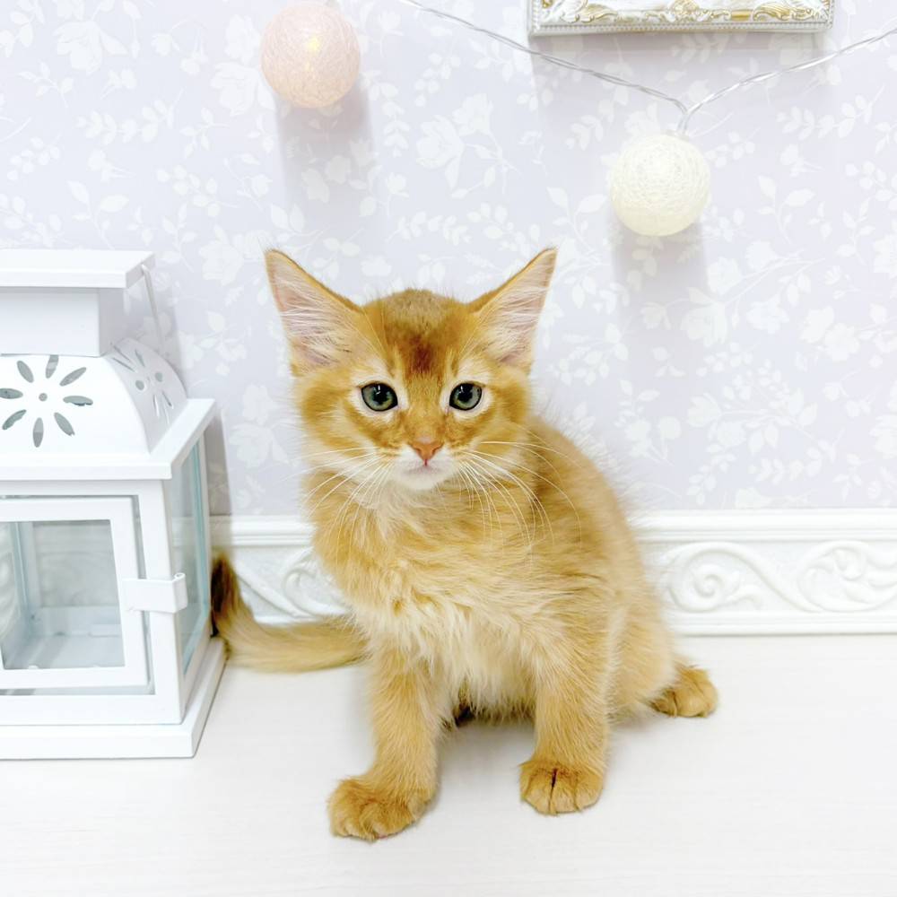 富山県のソマリ (犬の家＆猫の里アミーゴ山室店/2026年6月5日生まれ/女の子/レッド)の子猫の4枚目の画像