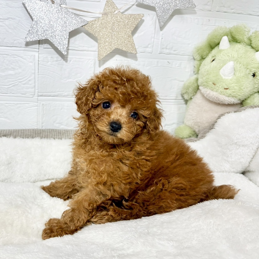兵庫県のトイプードル(トイ) (犬の家＆猫の里ニッケパークタウン加古川店/2026年6月5日生まれ/女の子/レッド)の子犬の4枚目の画像