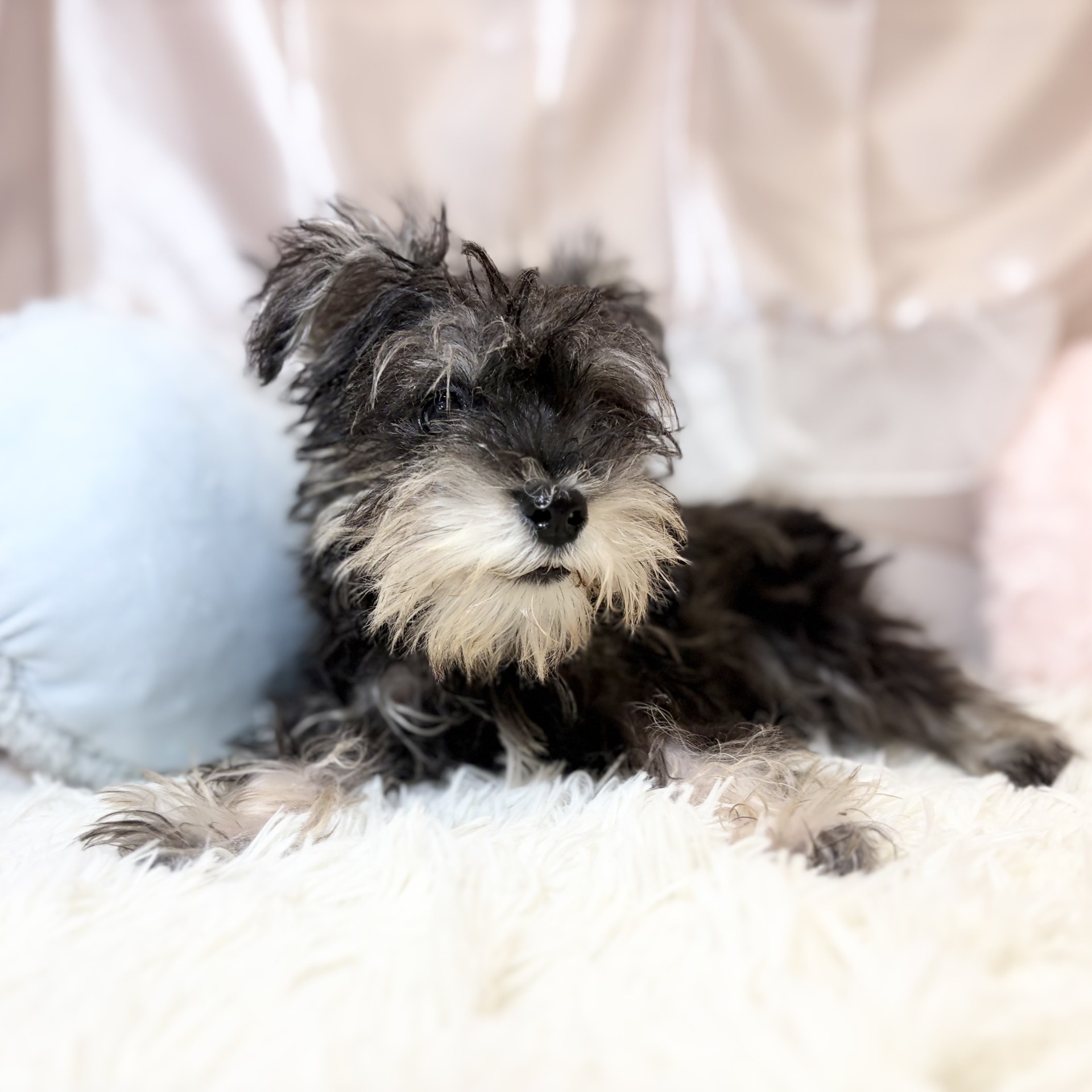 兵庫県のミニチュアシュナウザー (犬の家＆猫の里カナート西神戸店/2026年5月30日生まれ/男の子/ソルトペッパー)の子犬の4枚目の画像