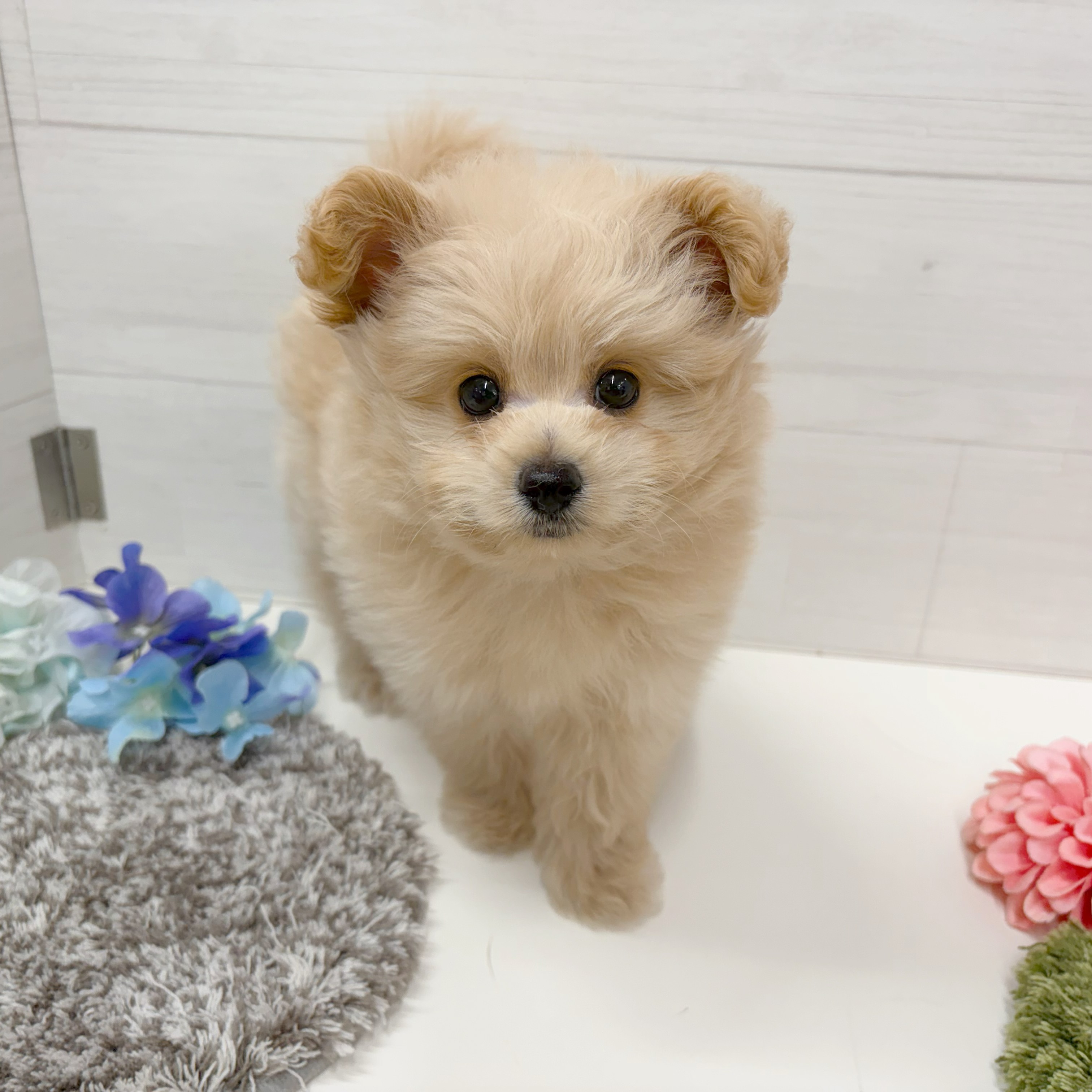 石川県のポメプー(ポメラニアン×プードル) (犬の家＆猫の里アミーゴ金沢おこばた店/2026年6月7日生まれ/男の子/クリーム)の子犬の4枚目の画像