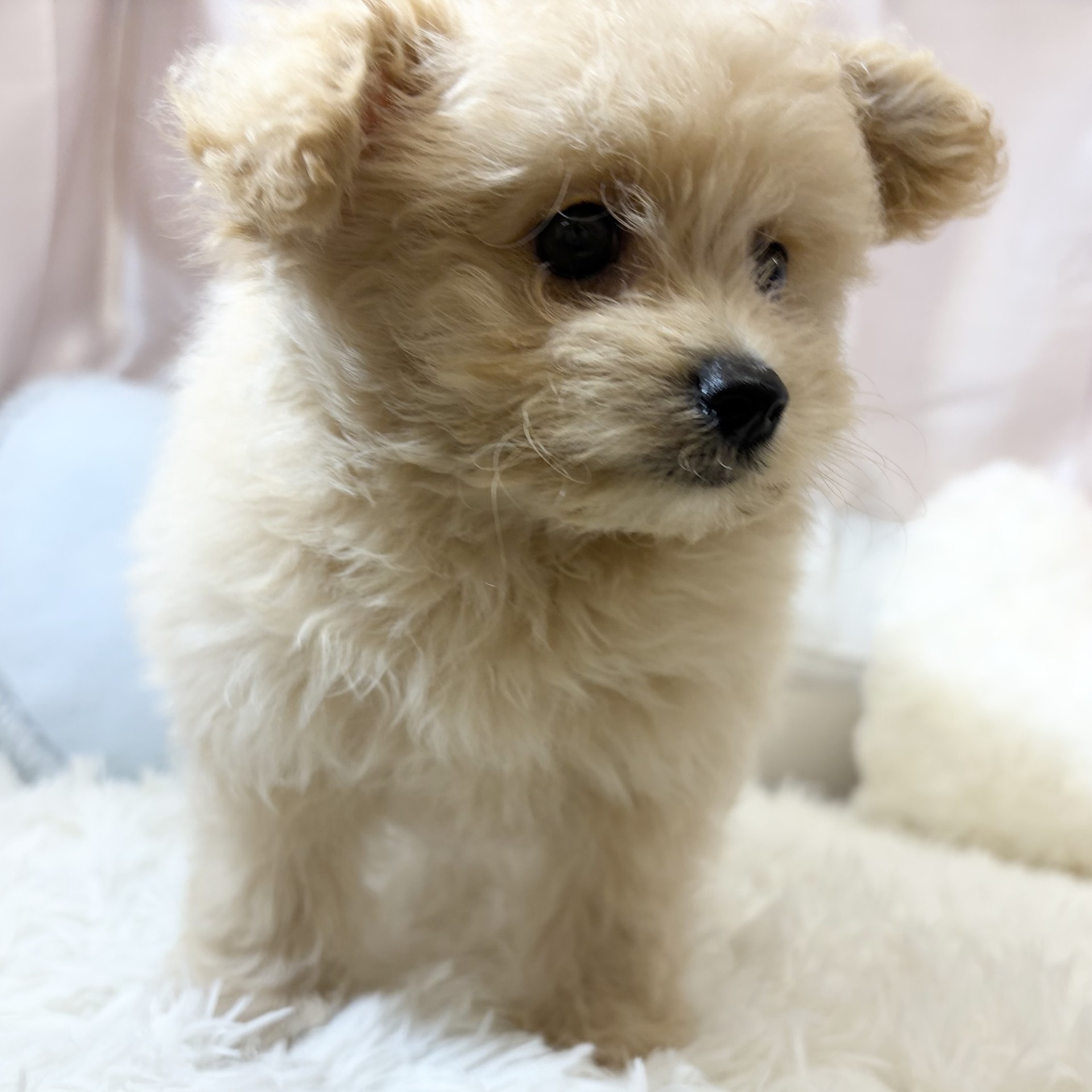 兵庫県のポメプー(ポメラニアン×プードル) (犬の家＆猫の里カナート西神戸店/2026年6月7日生まれ/女の子/クリーム)の子犬の4枚目の画像