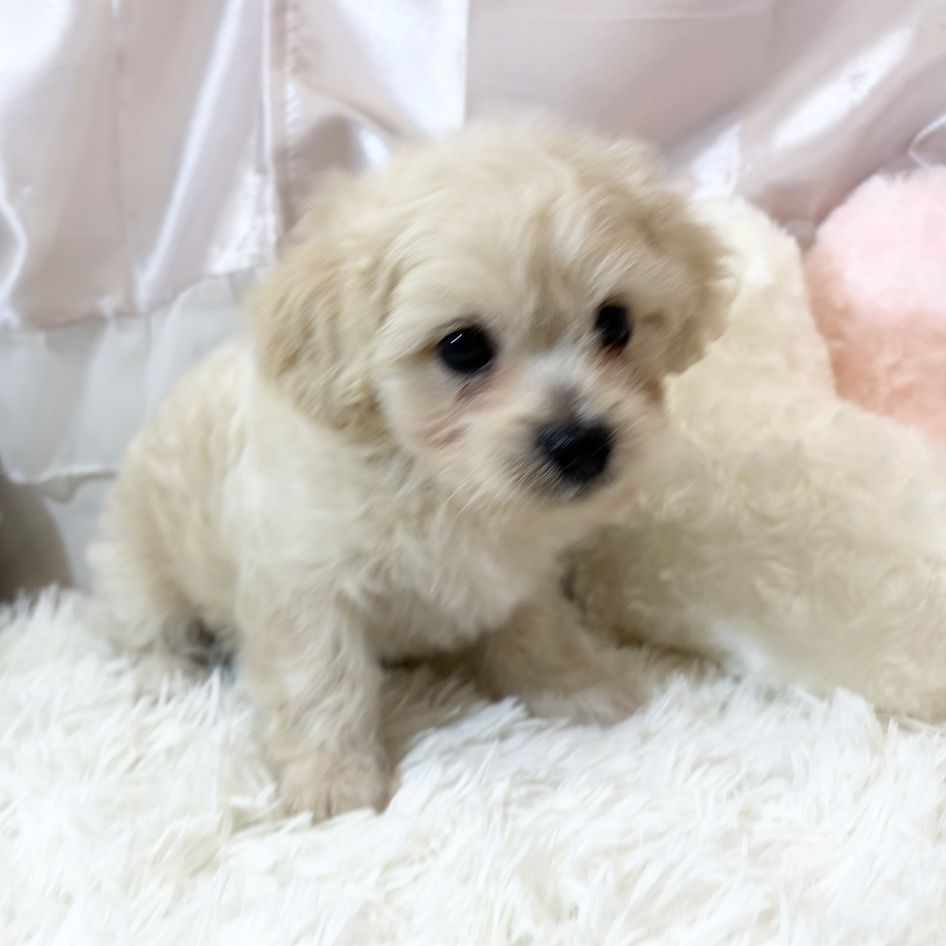 兵庫県のペキプー(ペキニーズ×プードル) (犬の家＆猫の里カナート西神戸店/2026年6月7日生まれ/男の子/クリーム)の子犬の4枚目の画像