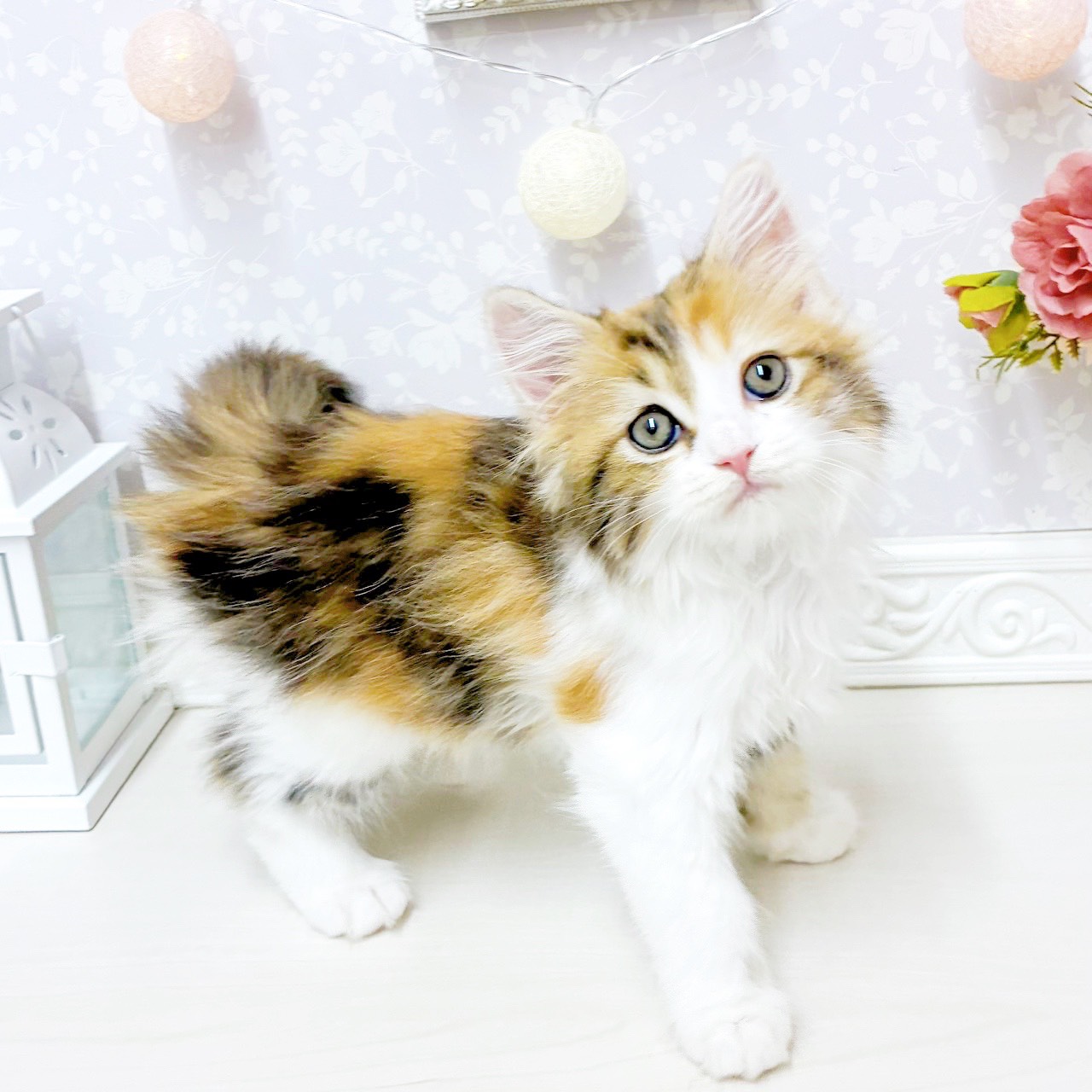 富山県のサイベリアン (犬の家＆猫の里アミーゴ山室店/2026年5月31日生まれ/女の子/ブラウンパッチドタビーホワイト)の子猫の4枚目の画像