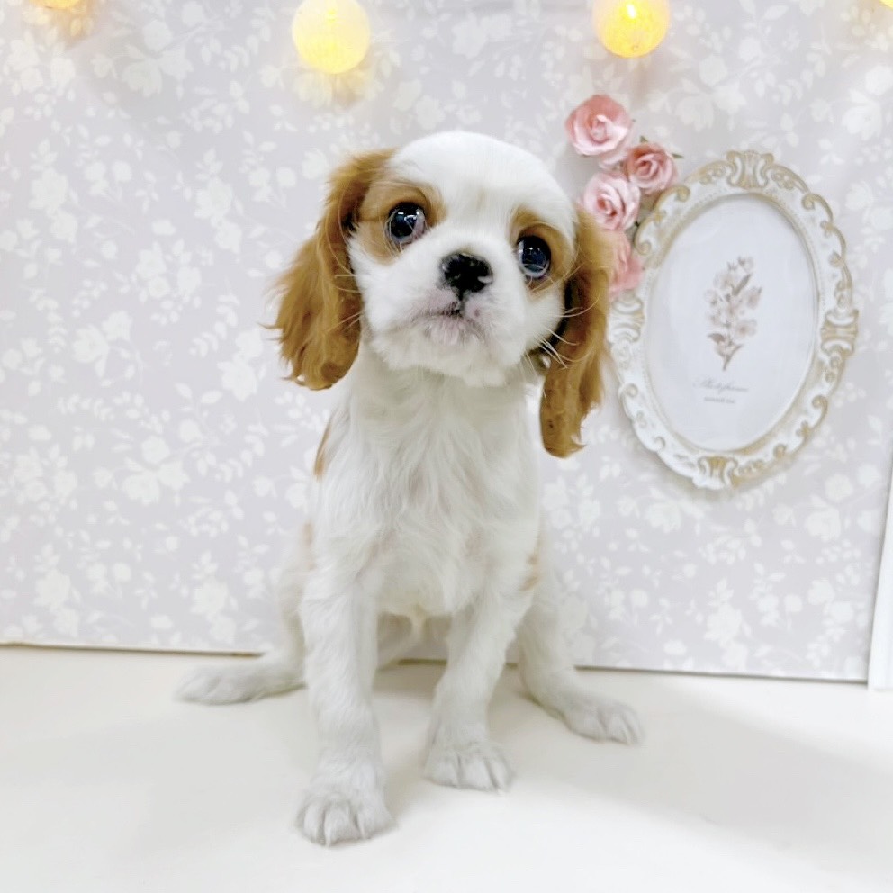 富山県のキャバリアキングチャールズスパニエル (犬の家＆猫の里アミーゴ高岡蓮花寺店/2026年6月3日生まれ/女の子/ブレンハイム)の子犬の4枚目の画像