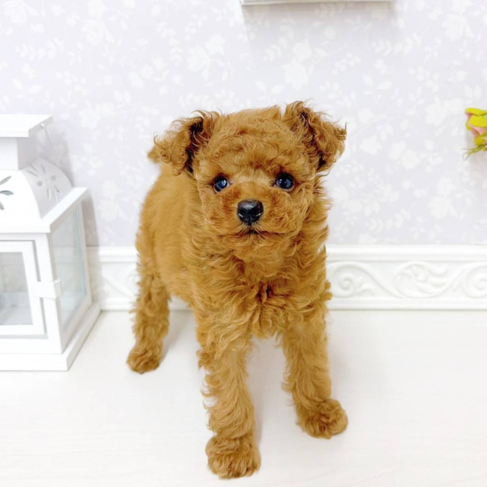 富山県のトイプードル(トイ) (犬の家＆猫の里アミーゴ山室店/2026年6月6日生まれ/女の子/レッドフォーン)の子犬の4枚目の画像
