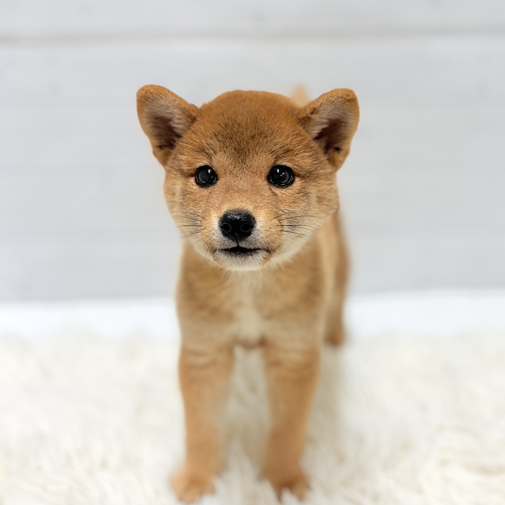 愛知県の柴犬(標準サイズ) (犬の家＆猫の里豊田店/2026年6月3日生まれ/女の子/赤)の子犬の4枚目の画像