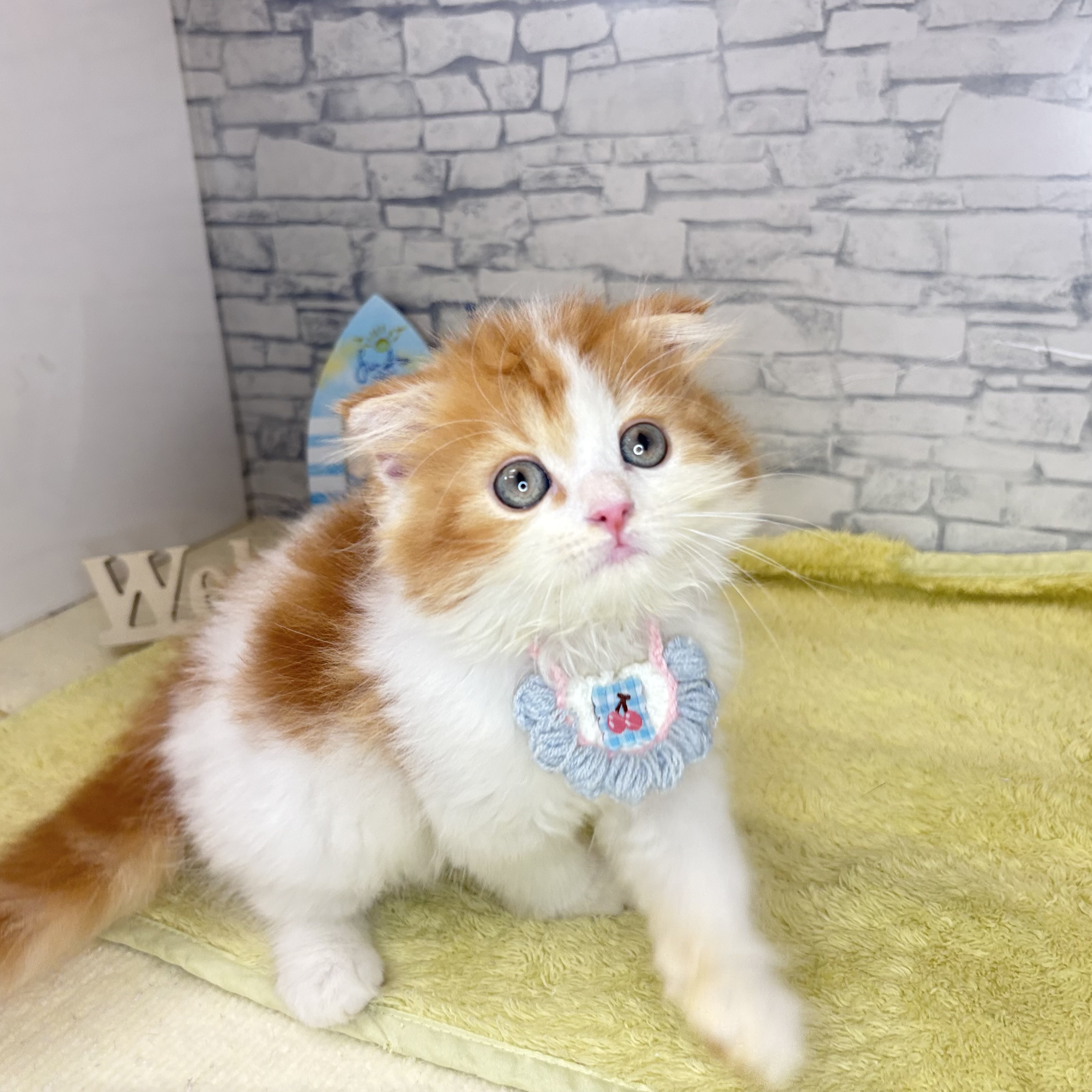 長野県のスコティッシュフォールド (犬の家＆猫の里長野店/2026年6月6日生まれ/男の子/レッドタビーホワイト)の子猫の4枚目の画像