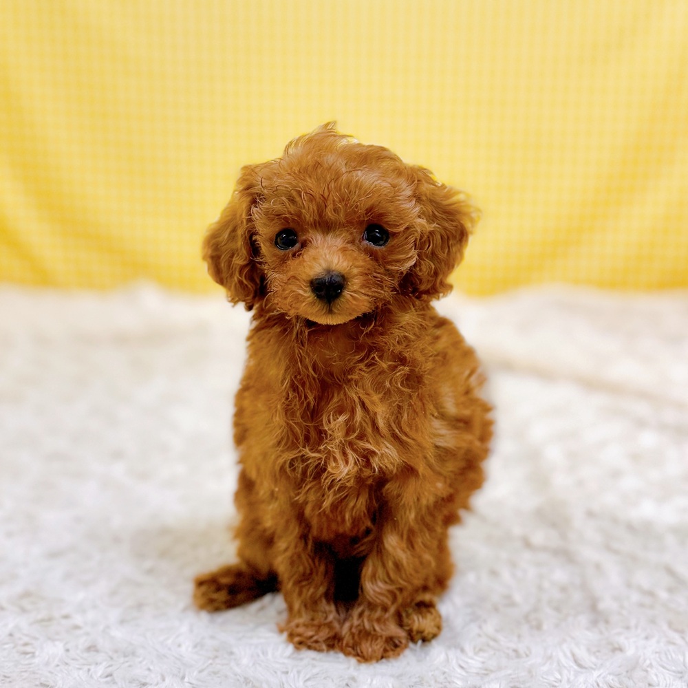 愛知県のトイプードル(トイ) (犬の家＆猫の里一宮店/2026年6月2日生まれ/女の子/レッド)の子犬の4枚目の画像