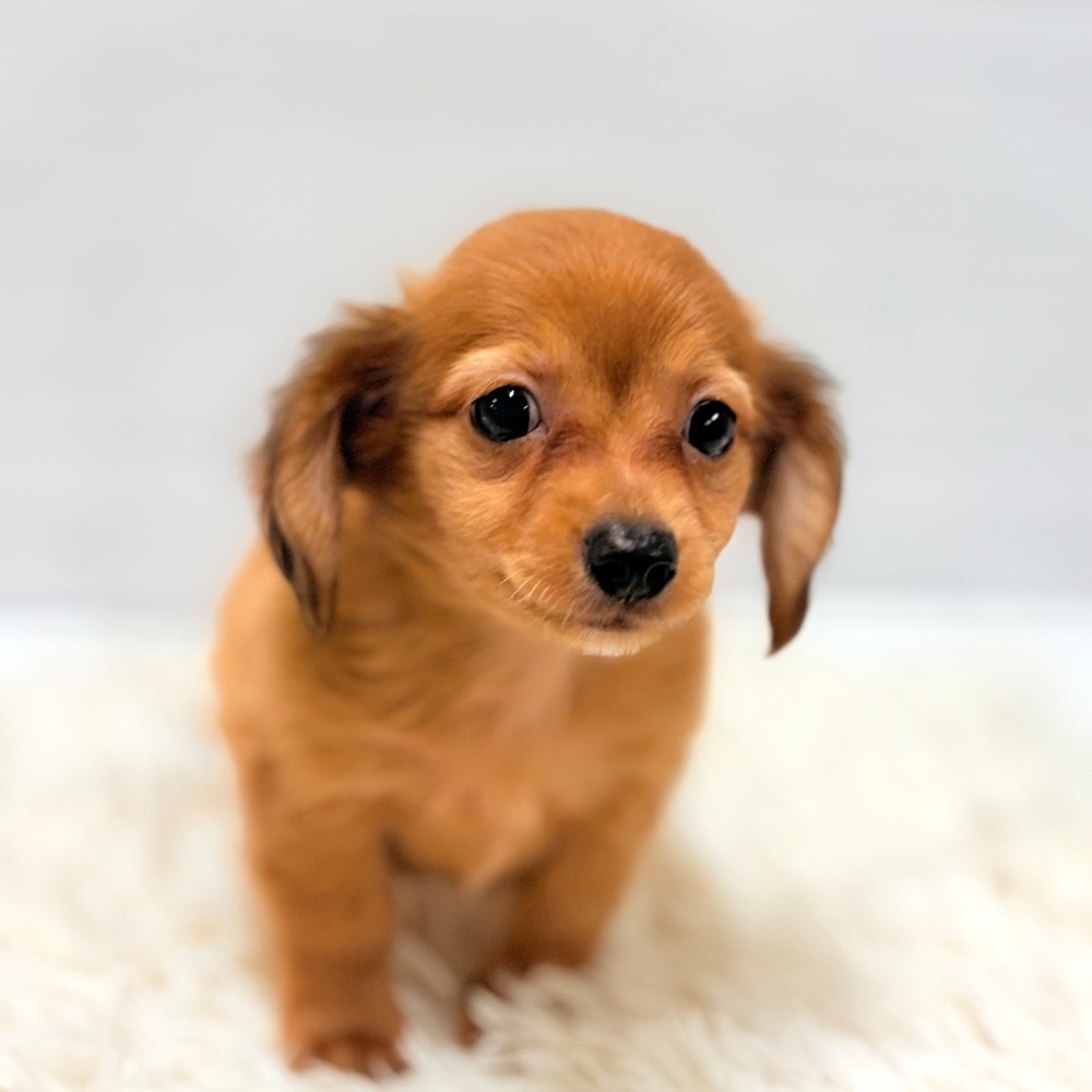 愛知県のチワックス(チワワ×ダックス) (犬の家＆猫の里豊田店/2026年5月31日生まれ/男の子/レッド)の子犬の4枚目の画像