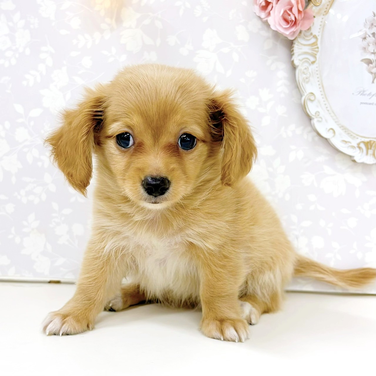 富山県のチワックス(チワワ×ダックス) (犬の家＆猫の里アミーゴ高岡蓮花寺店/2026年5月31日生まれ/女の子/レッド)の子犬の4枚目の画像