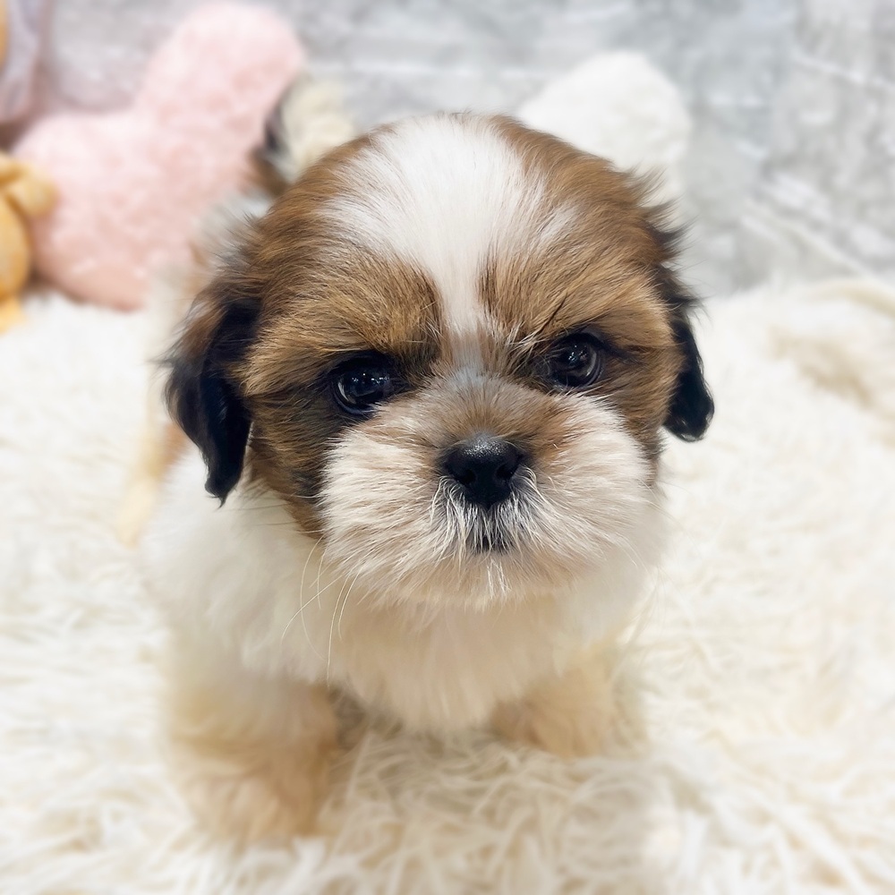 愛知県のシーズー (犬の家＆猫の里MiO香久山店/2026年6月7日生まれ/男の子/ゴールドホワイト)の子犬の4枚目の画像