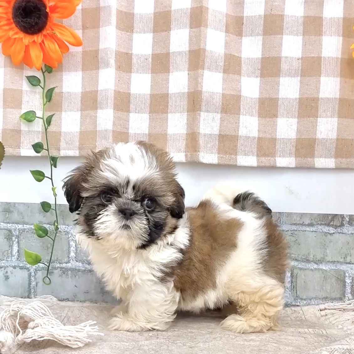 愛知県のシーズー (犬の家＆猫の里碧南店/2026年6月7日生まれ/女の子/ゴールドホワイト)の子犬の4枚目の画像