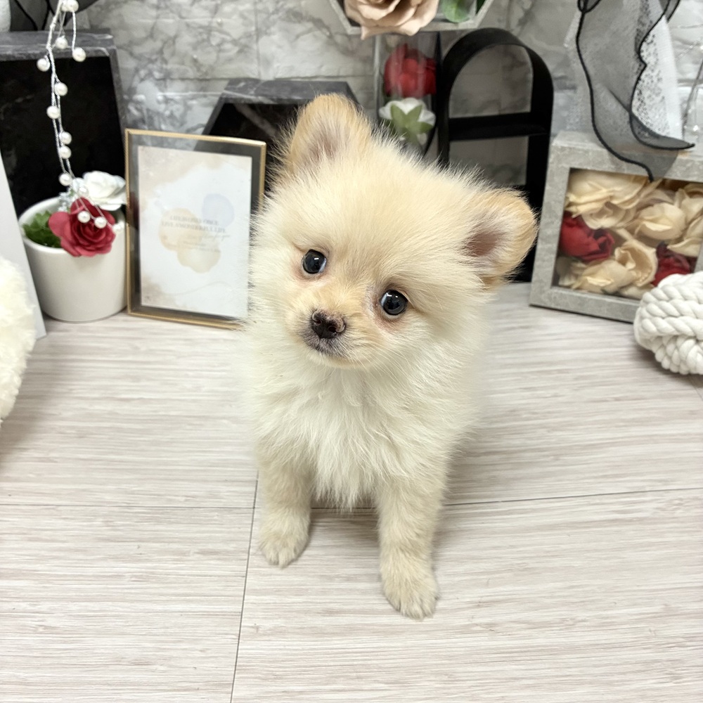 千葉県のポメラニアン (犬の家＆猫の里ワンズモール稲毛店/2026年6月8日生まれ/男の子/クリーム)の子犬の4枚目の画像