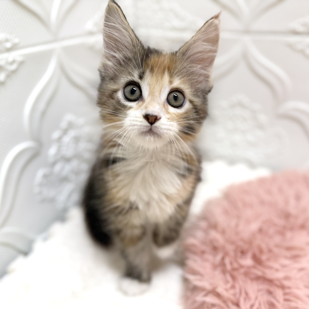 愛知県のメインクーン (犬の家＆猫の里岡崎店/2026年6月7日生まれ/女の子/ブラウンパッチドタビーホワイト)の子猫の4枚目の画像