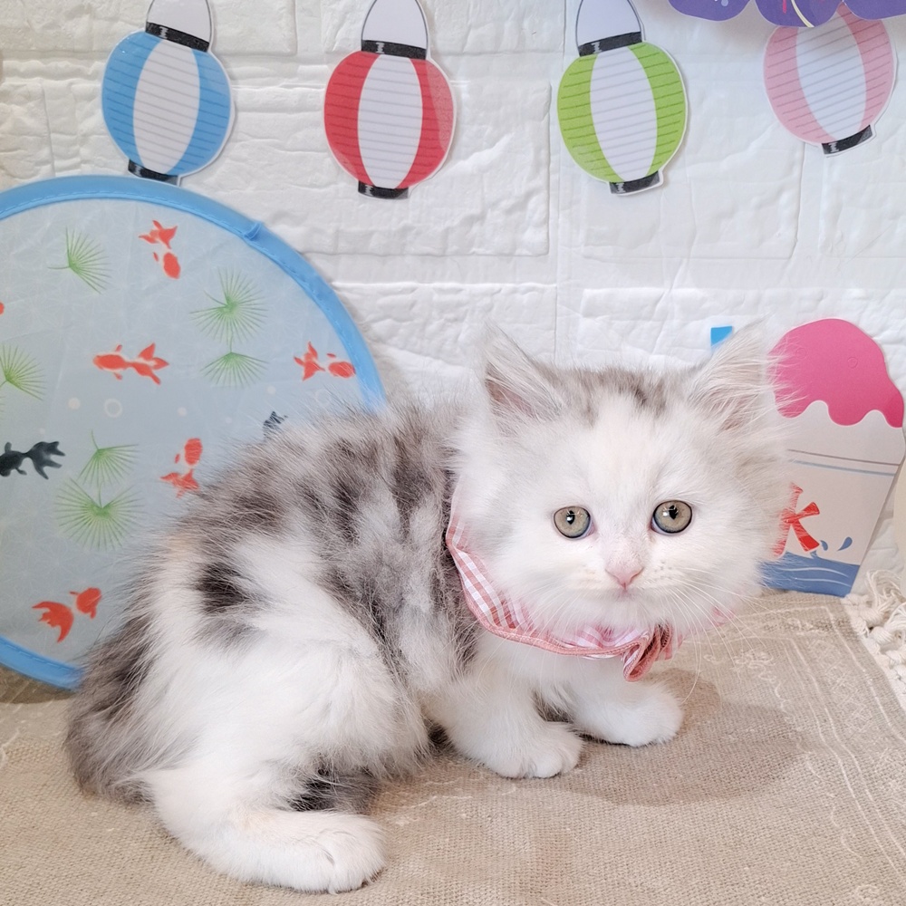 静岡県のミヌエット (犬の家＆猫の里富士店/2026年6月7日生まれ/女の子/シルバーパッチドタビーホワイト)の子猫の4枚目の画像