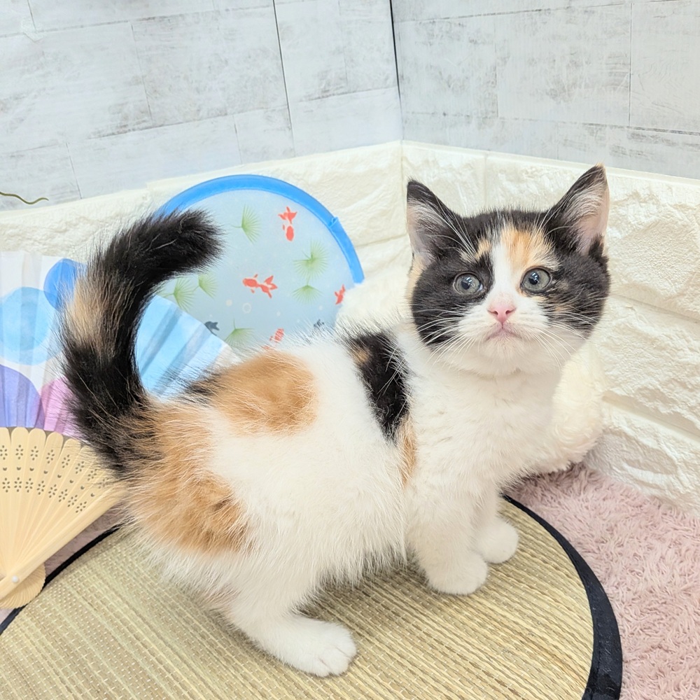 静岡県のマンチカン (犬の家＆猫の里プレ葉ウォーク浜北店/2026年6月9日生まれ/女の子/キャリコ)の子猫の4枚目の画像
