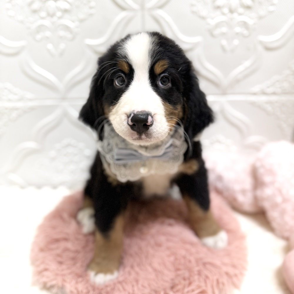 愛知県のバーニーズマウンテンドッグ (犬の家＆猫の里岡崎店/2026年6月8日生まれ/男の子/ブラックラストホワイト)の子犬の4枚目の画像
