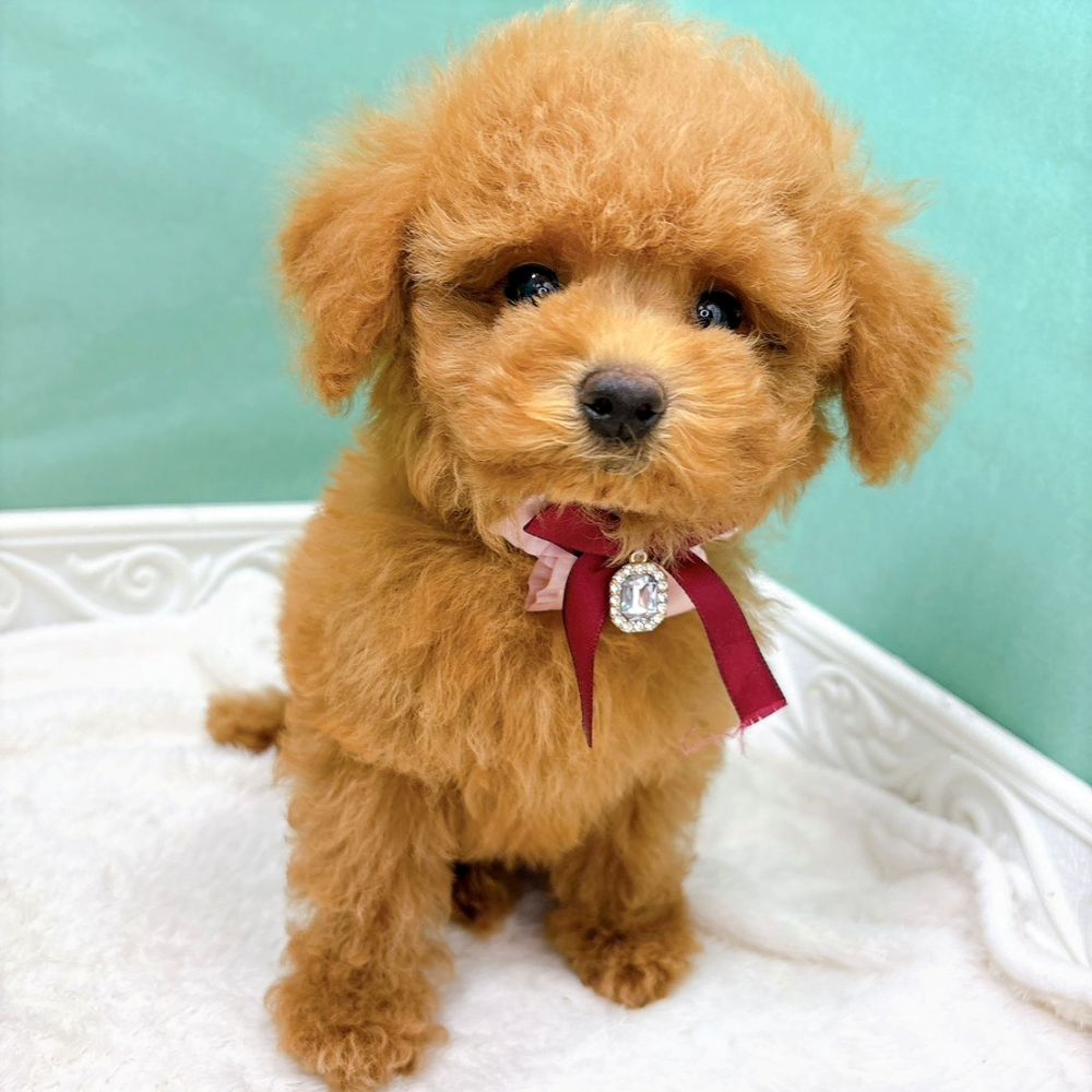 石川県のトイプードル(トイ) (犬の家＆猫の里アミーゴ金沢有松店/2026年6月9日生まれ/男の子/レッド)の子犬の4枚目の画像