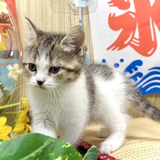 神奈川県のスコティッシュストレート (犬の家＆猫の里小田原店/2026年6月9日生まれ/女の子/ブラウンタビーホワイト)の子猫の4枚目の画像