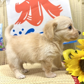 神奈川県のチワックス(チワワ×ダックス) (犬の家＆猫の里小田原店/2026年6月9日生まれ/男の子/イエロー)の子犬の4枚目の画像