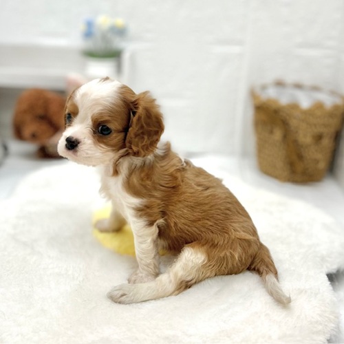 愛知県のキャバリアキングチャールズスパニエル (犬の家＆猫の里豊川インター店/2026年6月9日生まれ/女の子/ブレンハイム)の子犬の4枚目の画像