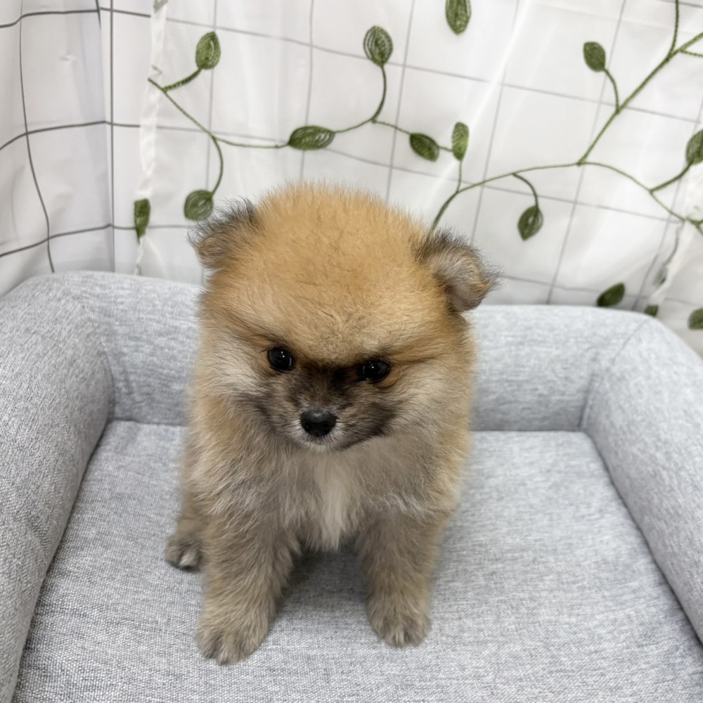 長野県のポメラニアン (犬の家＆猫の里塩尻店/2026年6月6日生まれ/男の子/オレンジ)の子犬の4枚目の画像