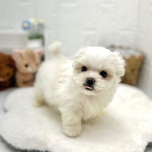 愛知県のマルチーズ (犬の家＆猫の里豊川インター店/2026年6月8日生まれ/男の子/ホワイト)の子犬の4枚目の画像