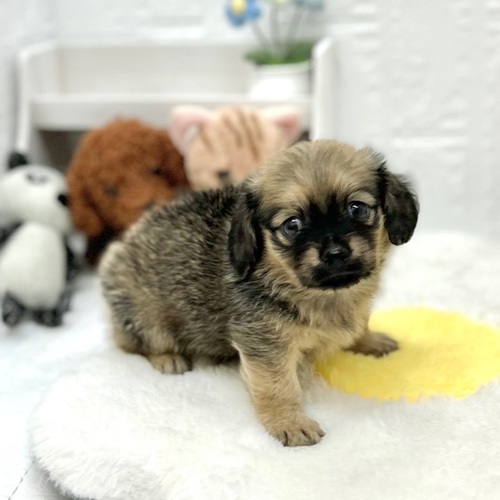 愛知県のチワックス(チワワ×ダックス) (犬の家＆猫の里豊川インター店/2026年6月6日生まれ/男の子/レッド)の子犬の4枚目の画像
